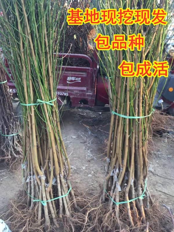 秋彤桃树苗正宗桃树嫁接苗晚熟红桃果大甜现挖现发品种纯可签合同
