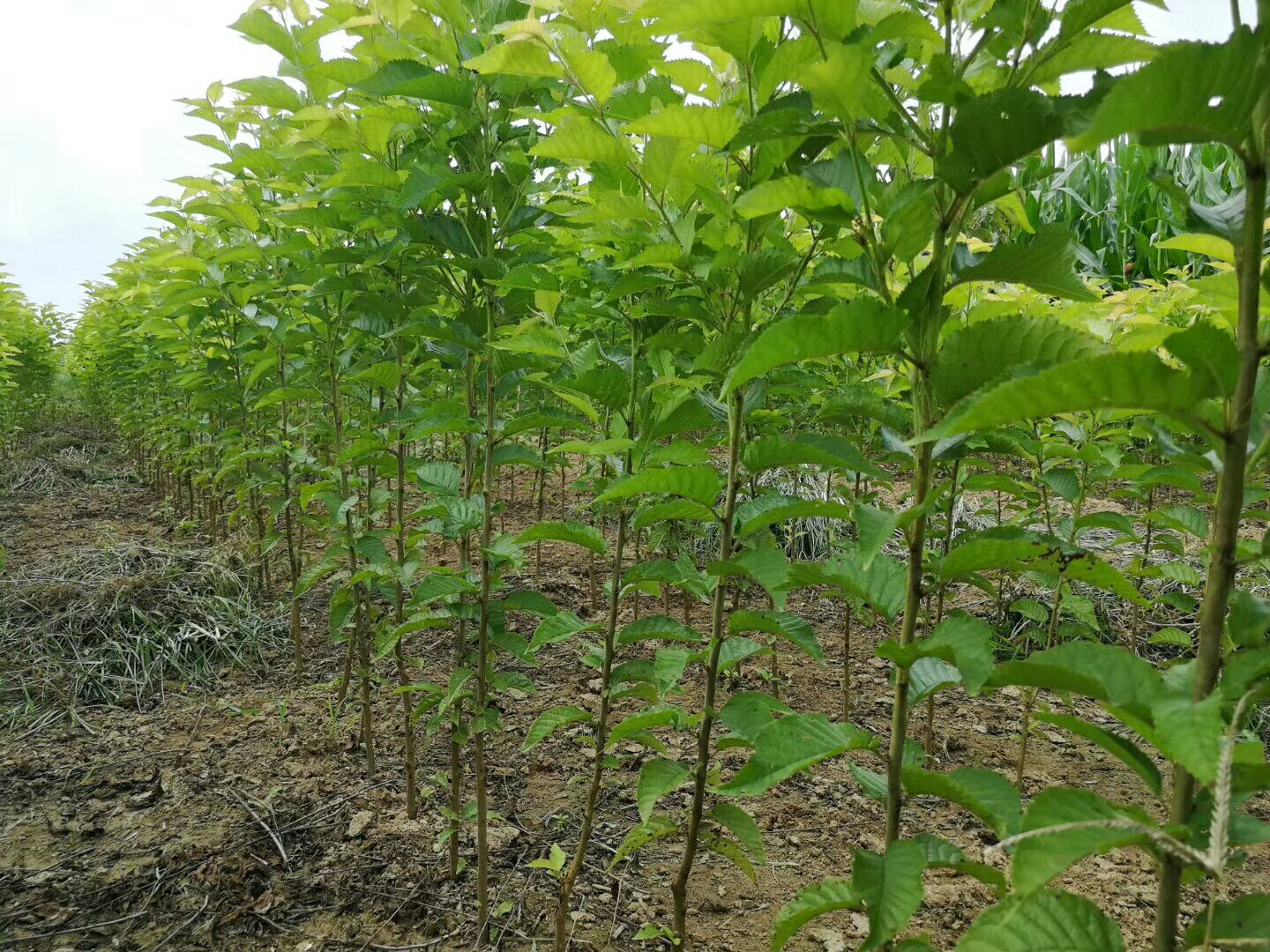 矮化樱桃苗  齐早大樱桃苗/兰丁抗涝根系嫁接包纯度