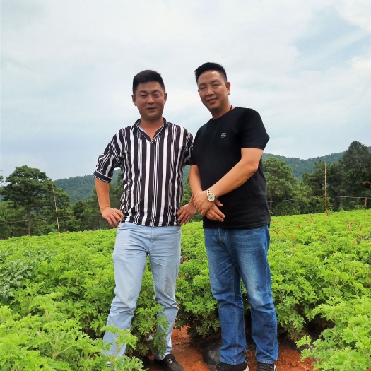  云南心意浓农业发展有限公司玫瑰天竺葵基地