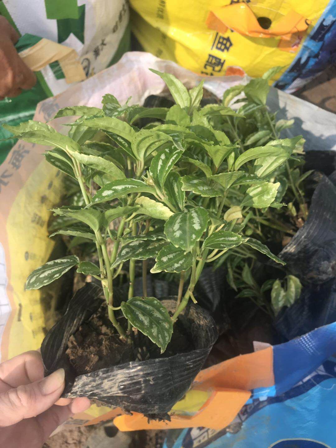 冷水花袋苗适应性强容易繁殖比较好养株丛小巧素雅根系发达