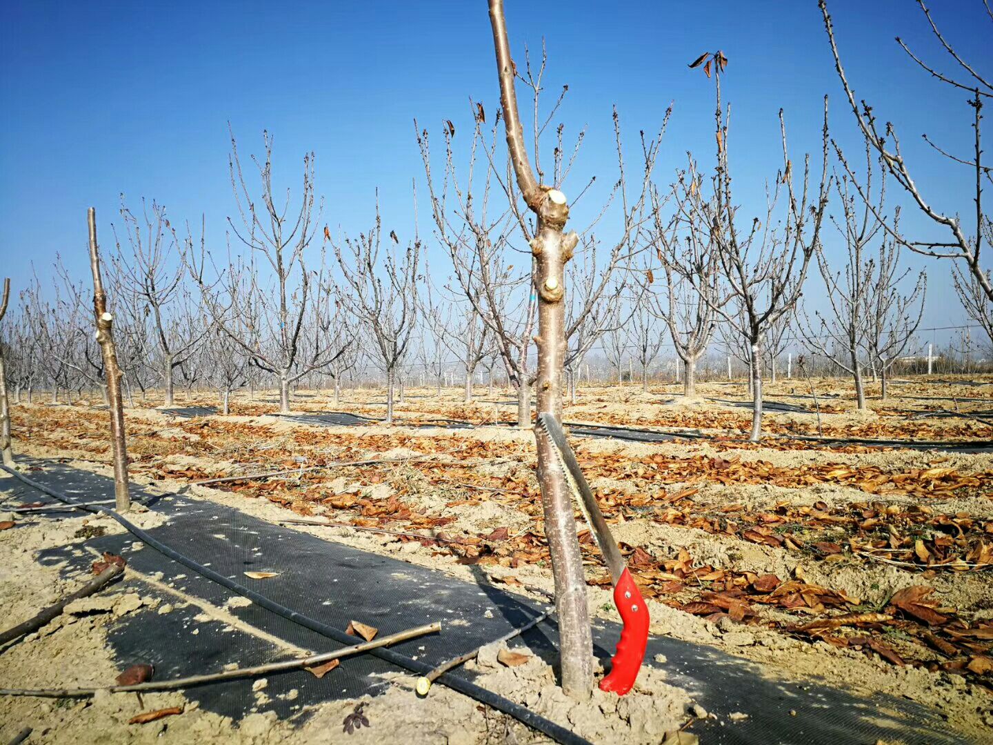 矮化樱桃苗  齐早大樱桃苗/兰丁抗涝根系嫁接包纯度