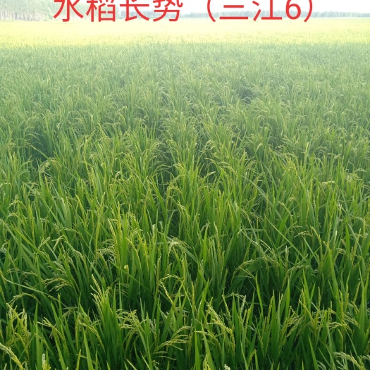 林甸县三江6 弱碱水稻