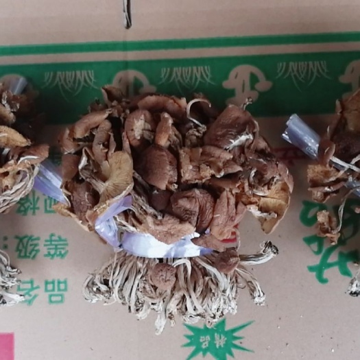 广昌县广昌5号茶树菇  广昌茶树菇5号 普通茶树菇250g袋