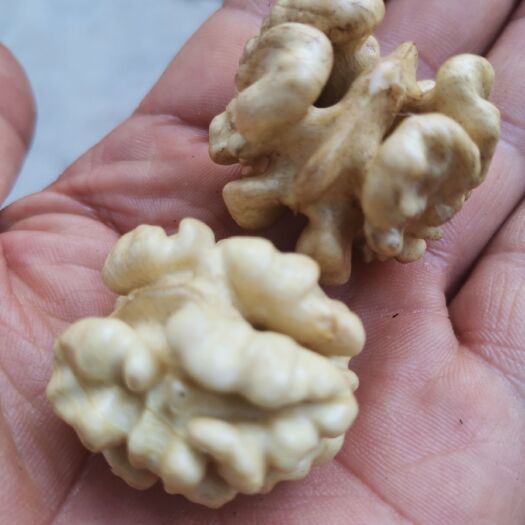 乾县青皮核桃  纸皮核桃已经上市，欢迎惠顾！