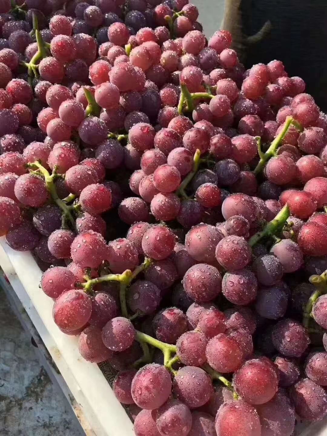 巨峰葡萄 大量上市中。。。今日价格
