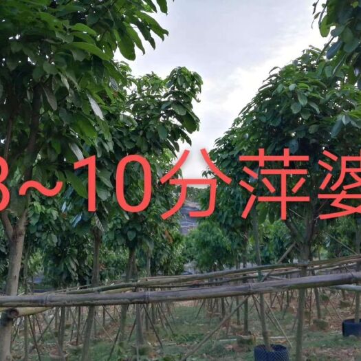 南宁苹婆 假植萍婆全冠
