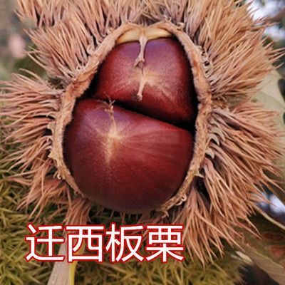 平邑县 嫁接迁西板栗树苗嫁接迁西板栗苗嫁接苗基地直销包品种纯正包邮