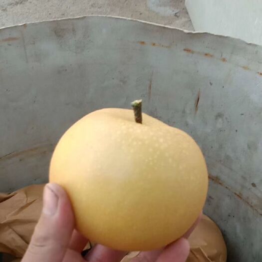 莱阳市秋月梨 90mm以上 60-100g 