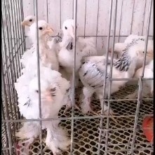 杭州 出售婆罗门鸡，婆罗门种蛋支持全国发货