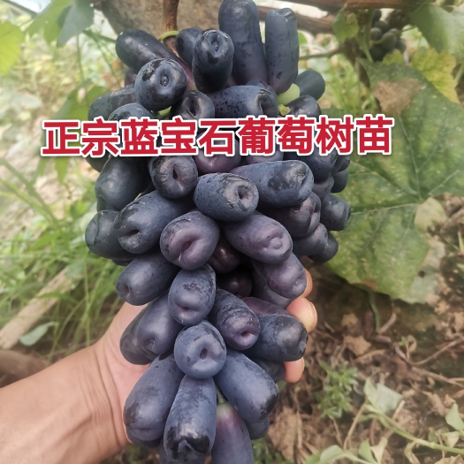 平邑县蓝宝石葡萄苗  蓝宝石葡萄树苗甜蜜蓝宝石葡萄树苗