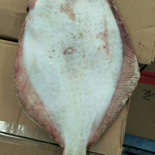 烟台偏口鱼 