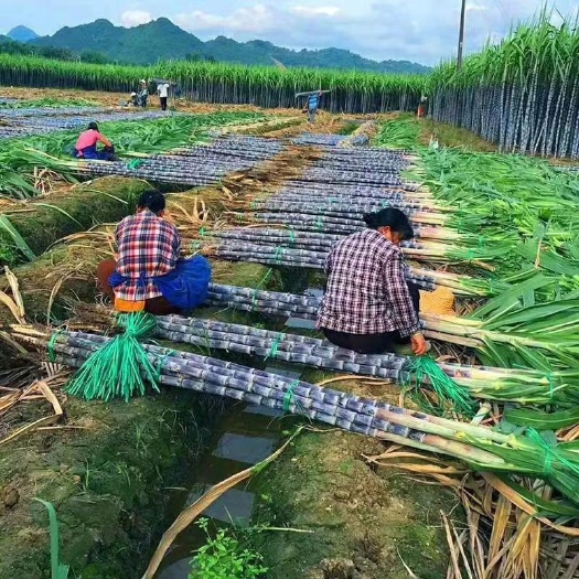 黑皮甘蔗  黑皮果蔗准备开挖，广西靓蔗基地有需要的老板联系