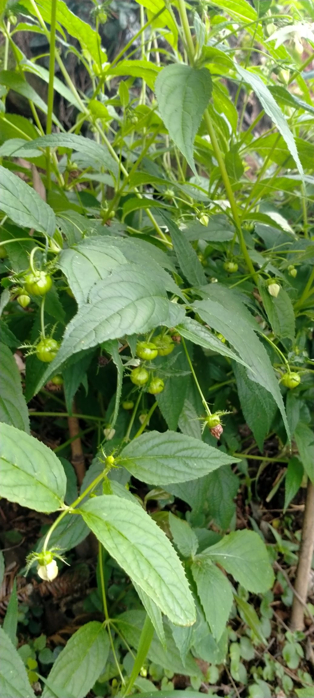 蜘蛛果，红果参，野山货