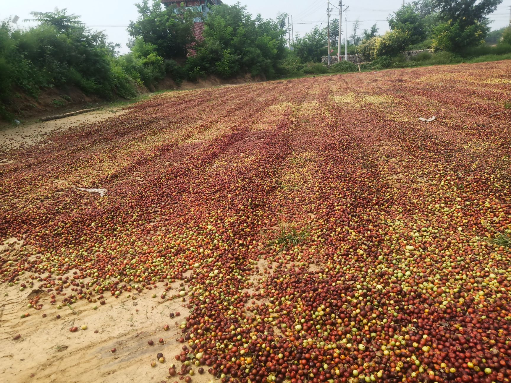 枣核