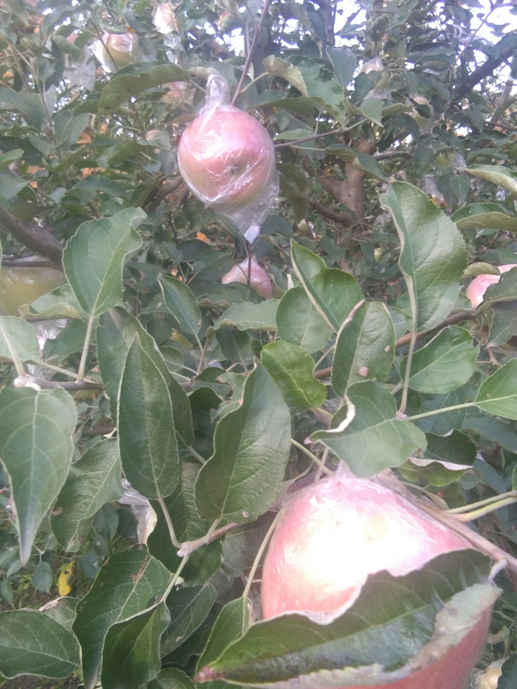 红富士苹果  膜代的富士苹果坡上货膜代的富士苹果口感好的，，