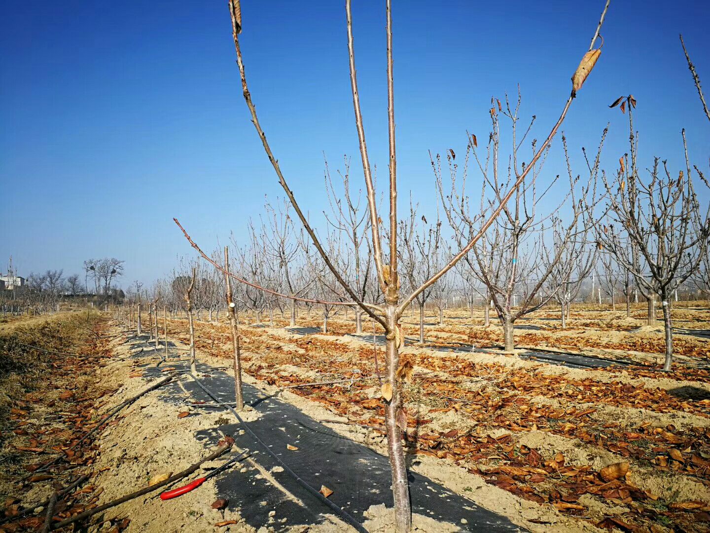 矮化樱桃苗  齐早大樱桃苗/兰丁抗涝根系嫁接包纯度
