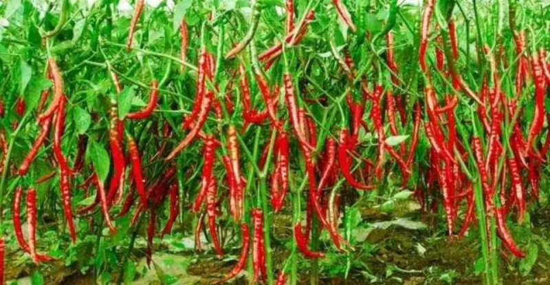 文县二荆条辣椒 百亩辣椒 1.5元/斤 需要的联系我 自产自销