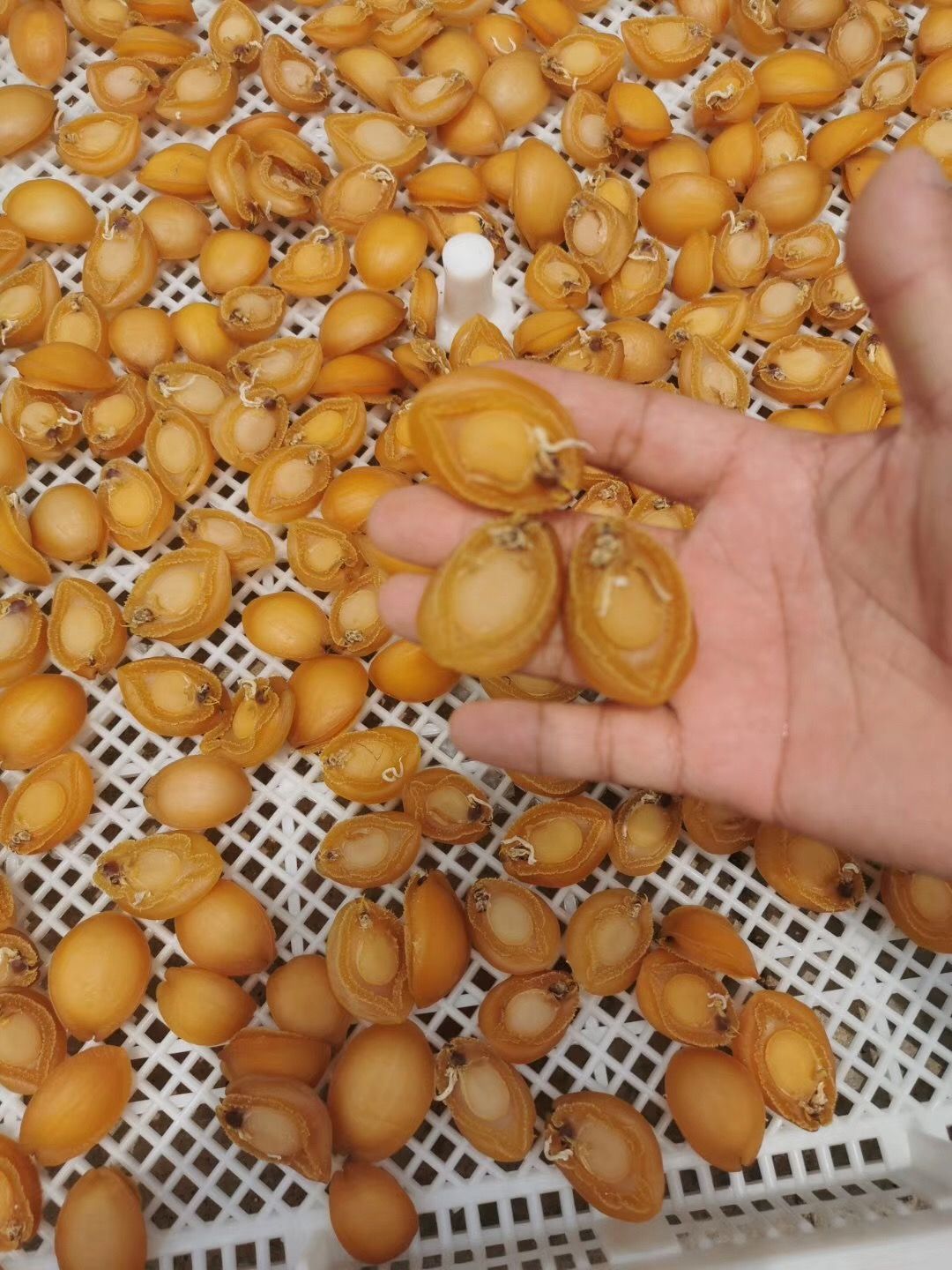 鲍鱼干 鲍鱼  海鲜干货 海产干货  水产干货 佛跳墙食材