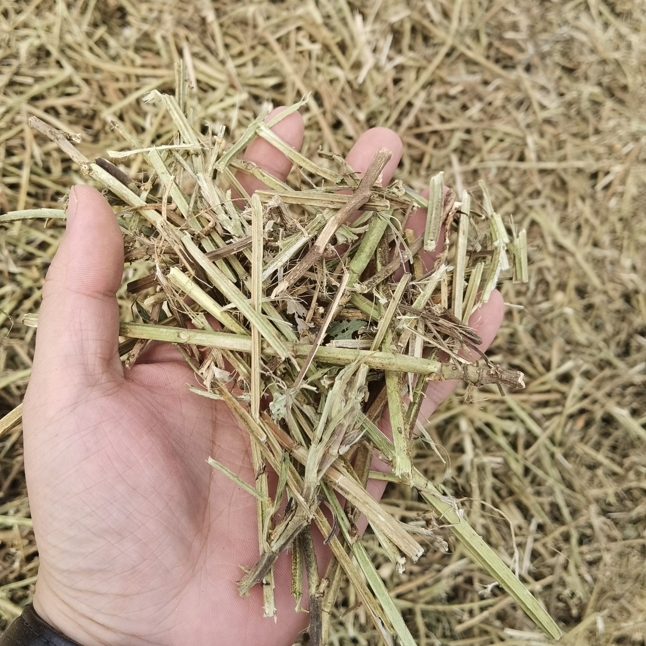 [花生秧批发]花生秧羊草价格1000元/吨 - 惠农网