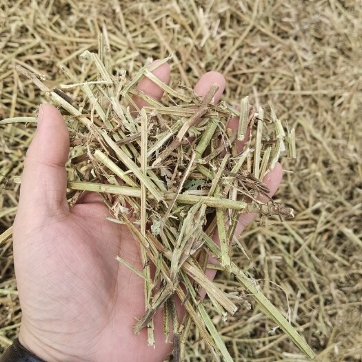 社旗县花生秧羊草