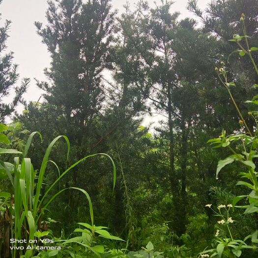 芒市果树盆景 出售五年罗汉松