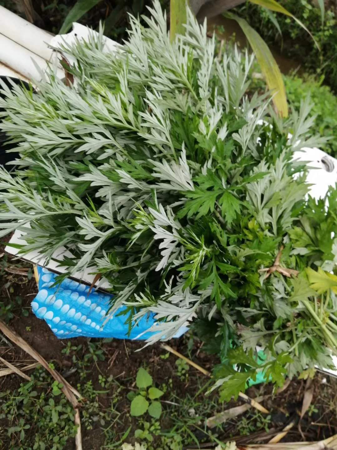 艾绒 农村宝物的艾叶，欢迎各大批发商来选购