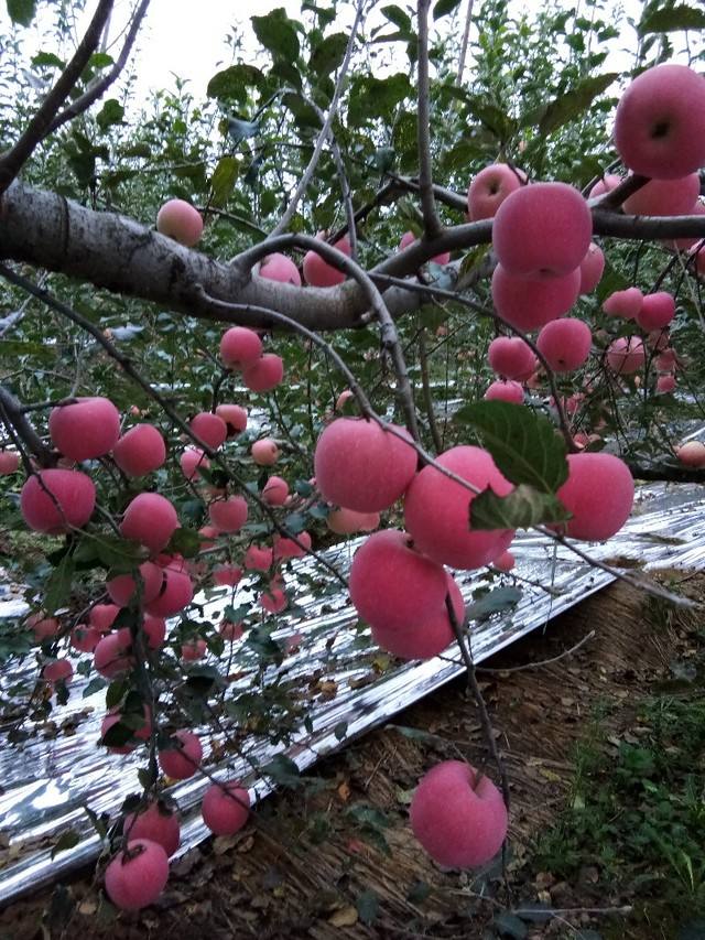 陕西白水苹果香甜可口脆，以口味征服世界