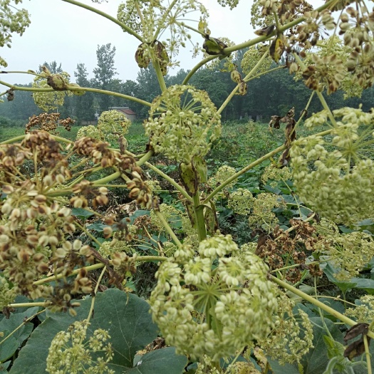 亳州亳州白芷  优质亳白芷种子，高与市场价包回收