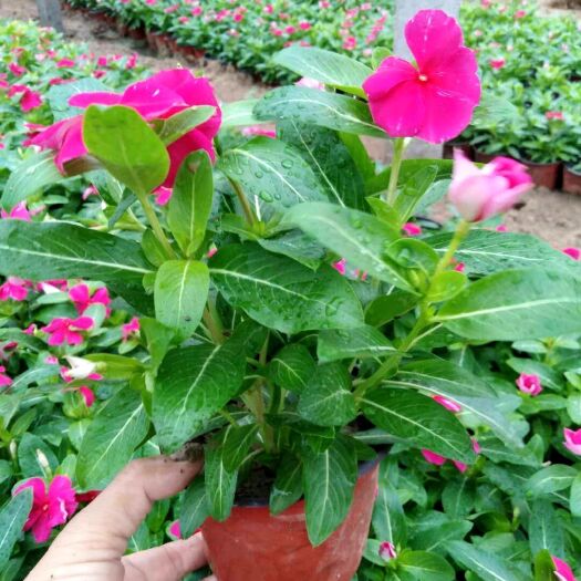 青州市草花 10.1租摆天天开