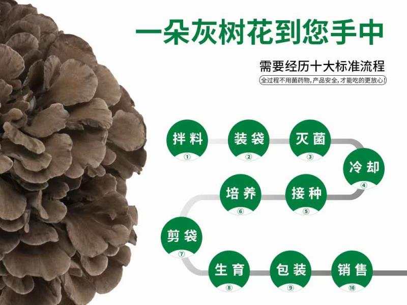 竹菌  新鲜采摘灰树花舞茸