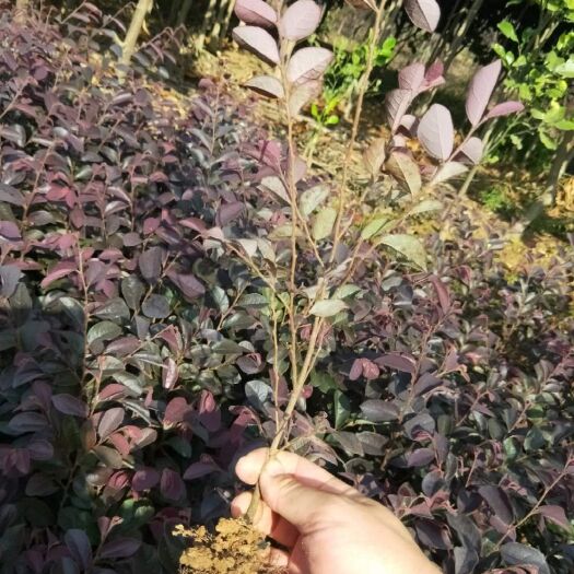 咸宁透骨红  红花继木苗