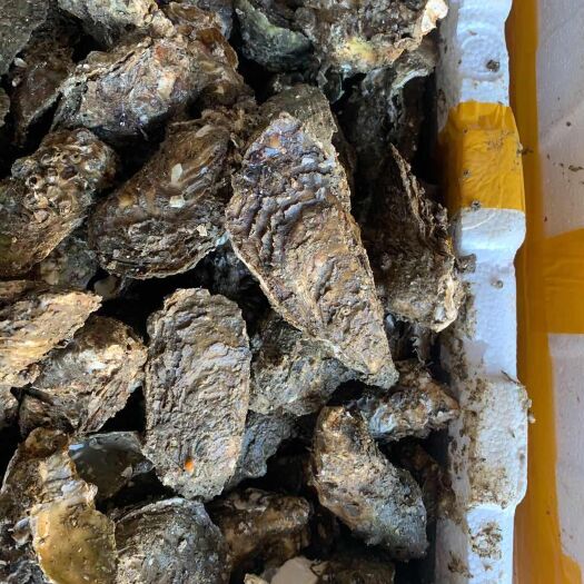 诏安县福建生蚝 壳薄肉厚 产地直发 保证新鲜