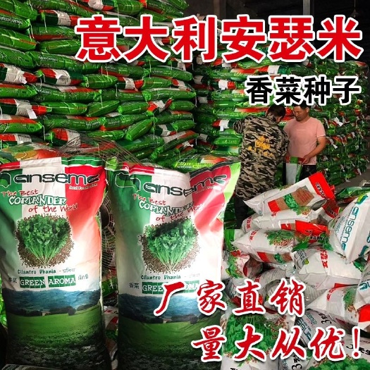 商丘意大利原装安瑟米香菜种子 耐寒耐热  生长快 耐抽苔