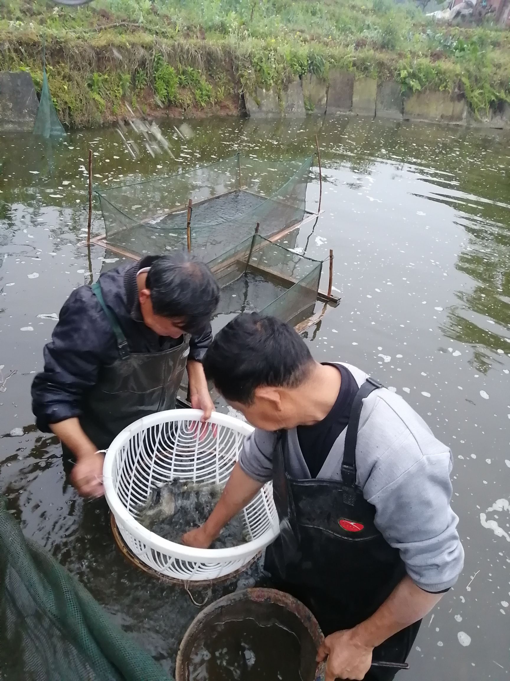 大头鱼鱼苗  花鲢苗 花鲢，成活力高，好喂养，抗病力强，好管理，技术指导