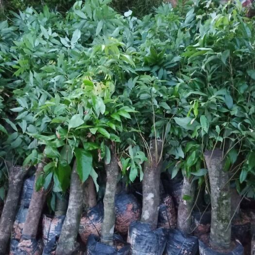 灵山县荔枝苗  荔枝高压苗 荔枝迁接苗
