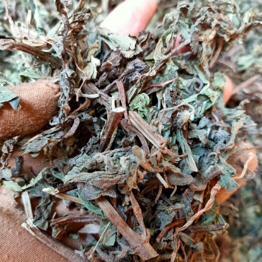 玉林原生旱莲草中药材， 旱连草 ，正品墨旱莲 ，墨水草，乌心草