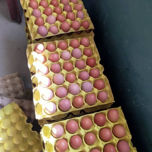 周至县红皮鸡蛋 货品，营养丰富，欢迎购买了