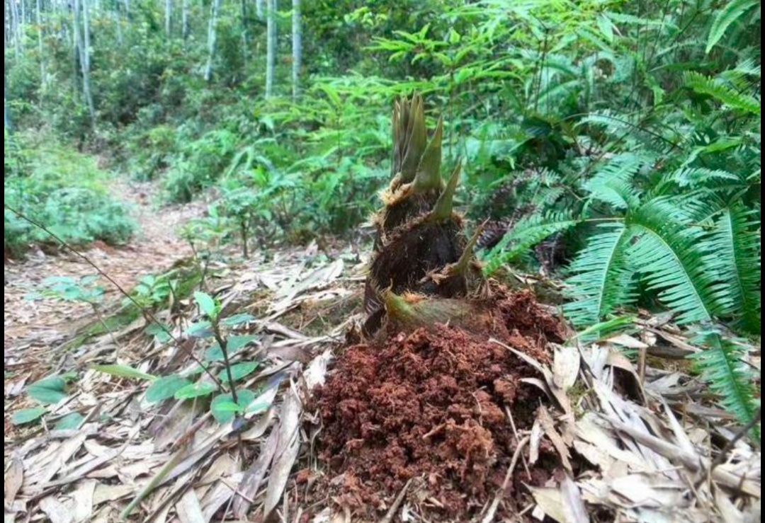 楠竹笋干 嫩度颜色都很好