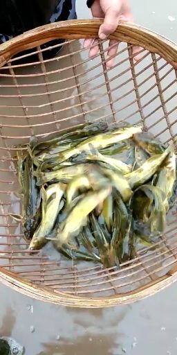 遂宁黄颡鱼  黄辣丁，黄骨鱼，规格齐全及各种鱼苗，包技术，包下塘，长势快