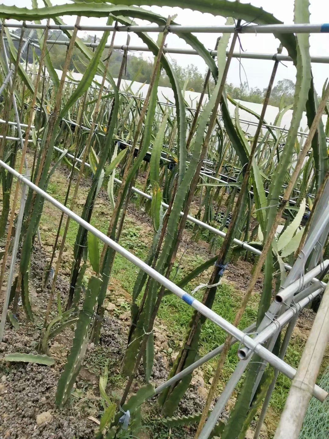 青皮红肉火龙果苗  青皮红火龙果苗新品种青皮红肉火龙果甜度高，产量高适应强