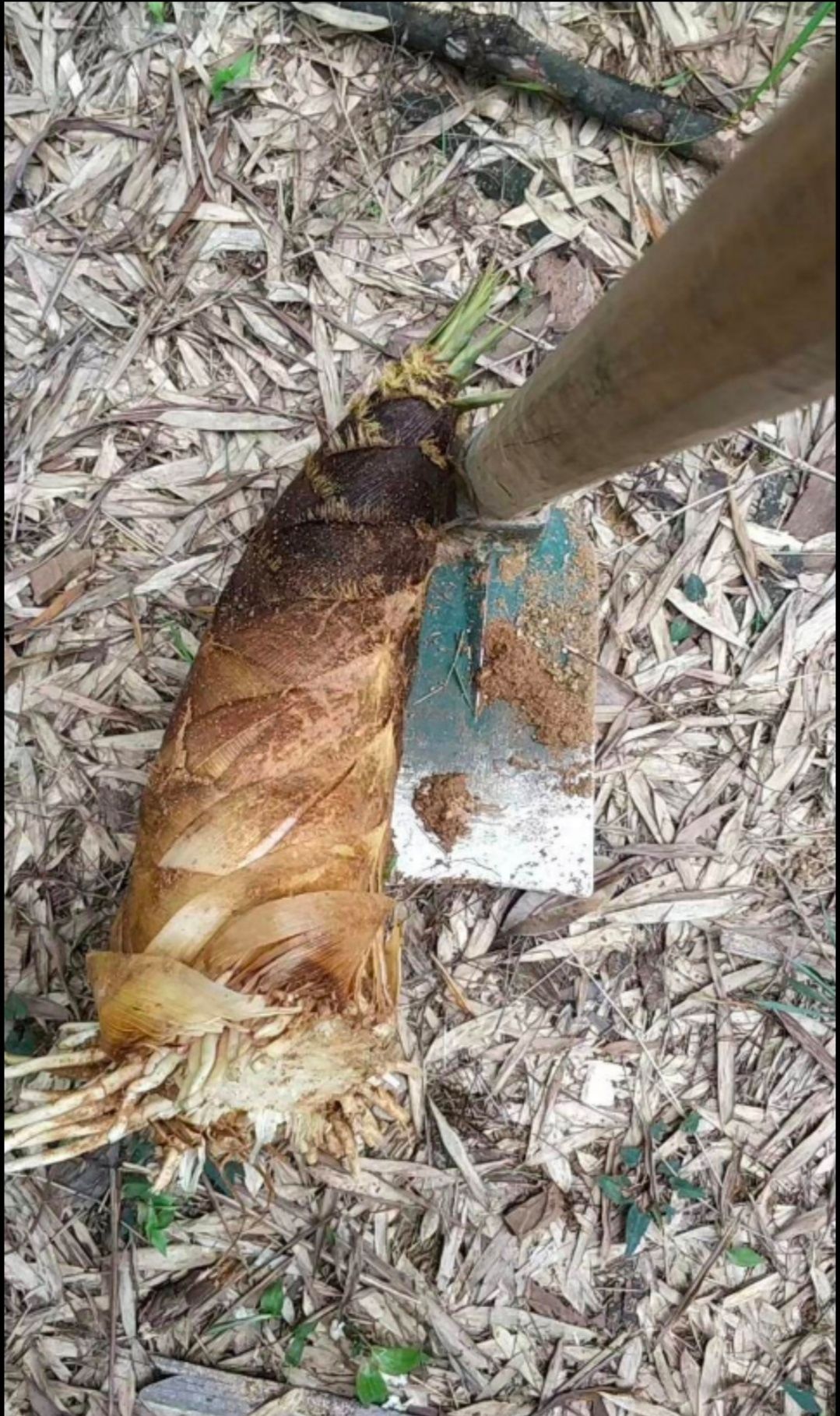 楠竹笋干 嫩度颜色都很好