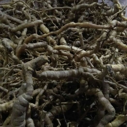肇庆 种植类已成自然生长巴戟
