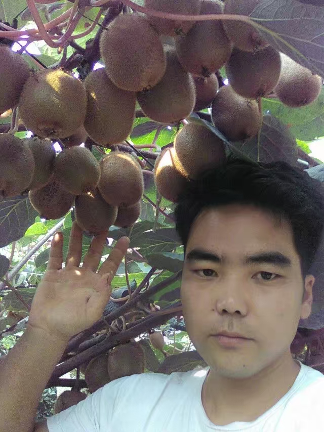 绿心猕猴桃 70克以上