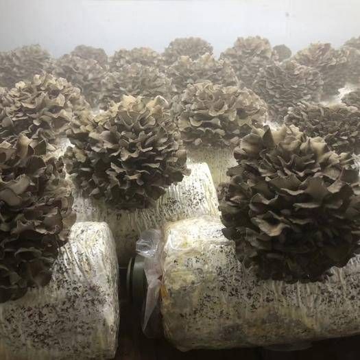 竹菌  新鲜采摘灰树花舞茸