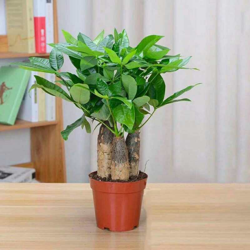  发财树盆栽植物室内花卉盆栽绿植金钱树盆栽小盆景