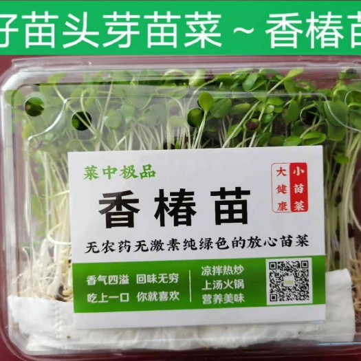 洛阳青油椿芽 9~12cm 