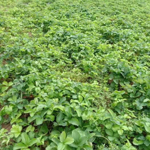 赤城县红颜草莓苗 精品红颜种苗，基地直发