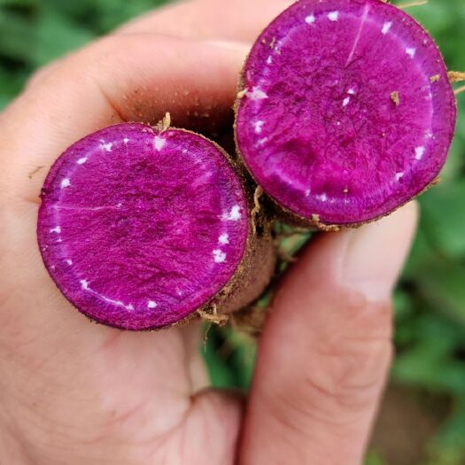 莒南县紫罗兰紫薯  徐紫八红薯，开始上市了，货源充足，每天可装9.