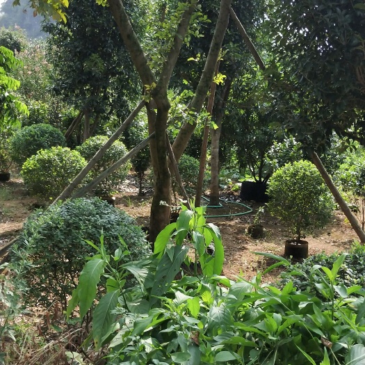 阳朔县厚朴树 朴树