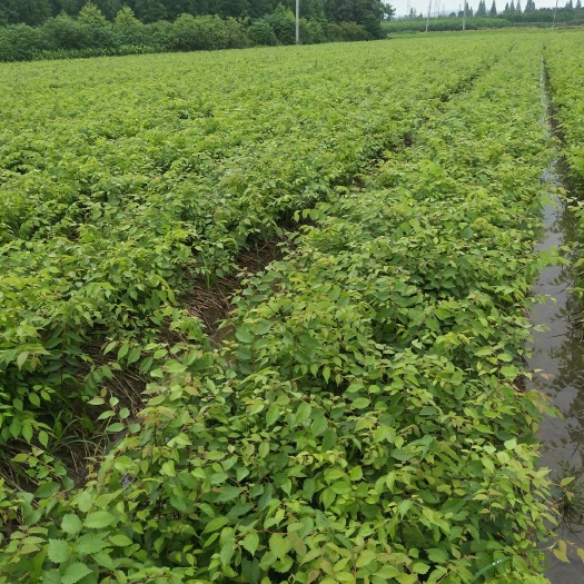 一年生红榉树小苗，榉树苗，榉树苗价格，红榉供应，江苏榉树基地